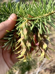 Pseudotsuga menziesii glauca