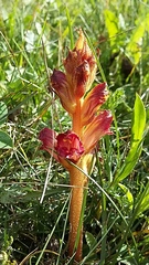 Orobanche gracilis
