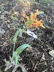 Platanthera ciliaris