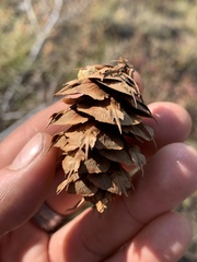 Pseudotsuga menziesii glauca