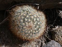 Pediocactus simpsonii