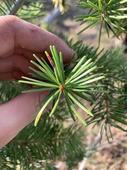 Pseudotsuga menziesii glauca