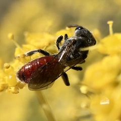 Sphecodes