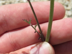 Saltugilia australis
