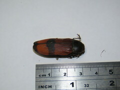 Temognatha westwoodi