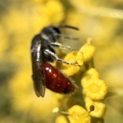 Sphecodes