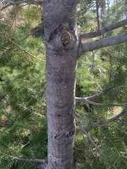 Pseudotsuga menziesii glauca