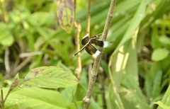 Neurothemis tullia