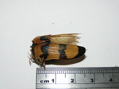 Temognatha conspicillata