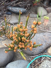 Ephedra chilensis