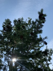 Pseudotsuga menziesii glauca