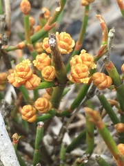 Ephedra chilensis