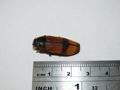 Temognatha westwoodi