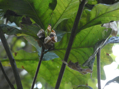 Andricus quercusstrobilanus