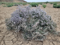 Limonium