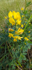 Medicago falcata