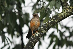 Turdus abyssinicus