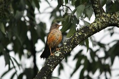 Turdus abyssinicus