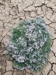 Limonium