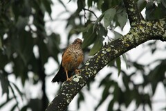 Turdus abyssinicus