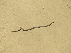 Thamnophis sirtalis pallidulus