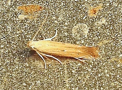 Isophrictis actinopa