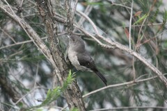 Melaenornis chocolatinus
