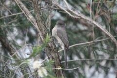 Melaenornis chocolatinus
