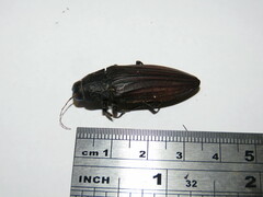 Pseudotaenia gigas