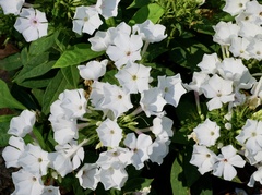 Phlox paniculata