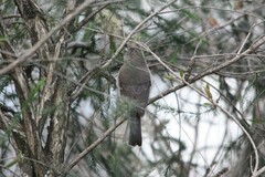 Melaenornis chocolatinus