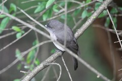 Melaenornis chocolatinus