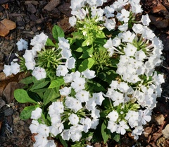 Phlox paniculata