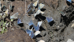 Polyommatus damon