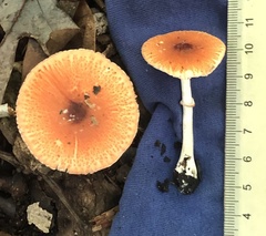 Leucoagaricus rubrotinctus