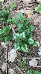 Lamium galeobdolon argentatum