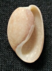 Bulla occidentalis