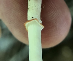 Leucoagaricus rubrotinctus