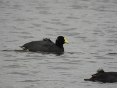 Fulica leucoptera