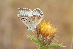 Polyommatus hispana