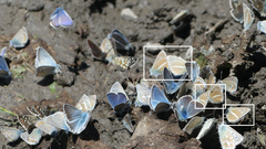 Polyommatus damon