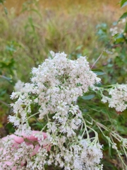 Eupatorium