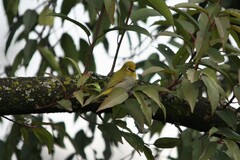 Zosterops poliogastrus