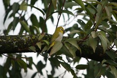 Zosterops poliogastrus