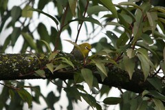 Zosterops poliogastrus