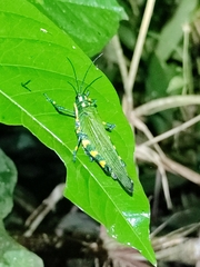 Chromacris psittacus