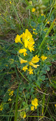 Medicago falcata