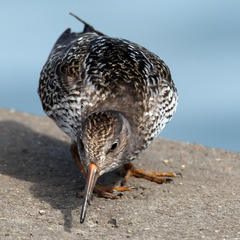 Calidris maritima
