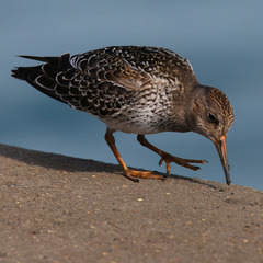 Calidris maritima