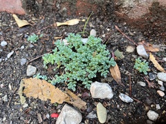 Sedum dasyphyllum